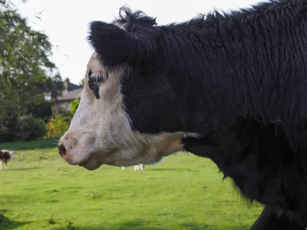 ケンブリッジ 英国の川カムによって Coe フェン牧草地エリアに牛 — ストック写真