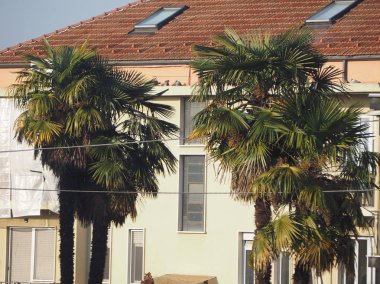 (palmiye) ağaç Güney Avrupa Akdeniz ülkede