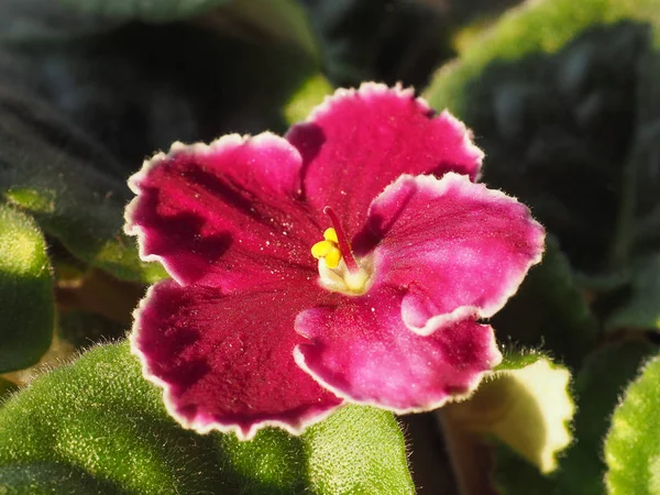 Rose Fleur Plante Saintpaulia Aka Violette Africaine — Photo