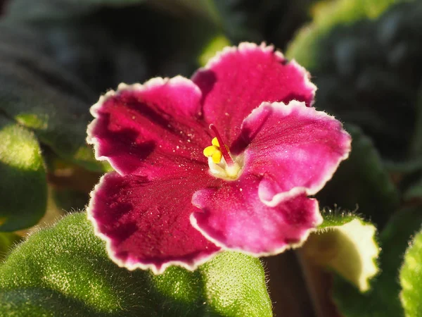 Pembe Çiçek Bitki Menekse Aka African Violet — Stok fotoğraf