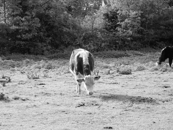 Skot Coe Fen Luk Oblasti Řeky Cam Cambridge Černé Bílé — Stock fotografie