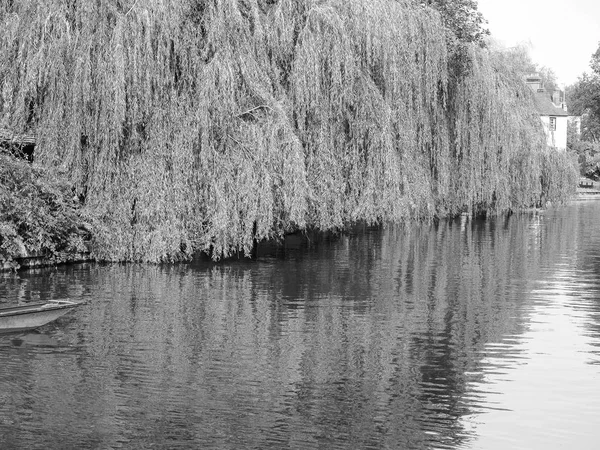 Ιτιά Στις Όχθες Του Ποταμού Cam Στο Cambridge Μαύρο Και — Φωτογραφία Αρχείου