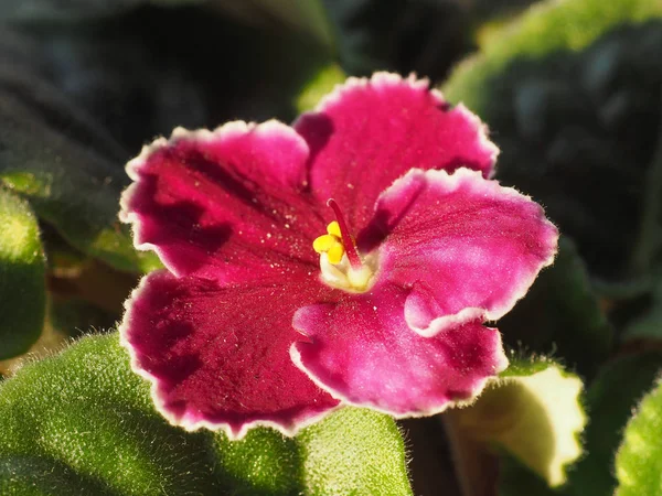 Pink Flower Plant Saintpaulia Aka African Violet — Stock Photo, Image