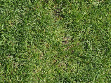 yeşil çayır çimen çapraz çinileri ile arka plan olarak yararlı