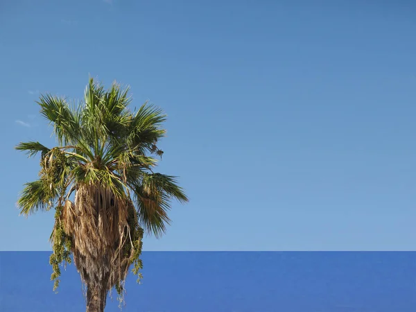 Palmera Arecaceae Árbol Con Mar Cielo Azul Copiar Espacio —  Fotos de Stock