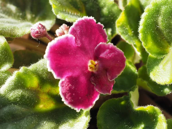 Fleur Pourpre Plante Saintpaulia Aka Violette Africaine — Photo