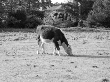 Sığır Coe Fen meadowland alanda Cambridge, İngiltere'de Cam Nehri tarafından siyah beyaz