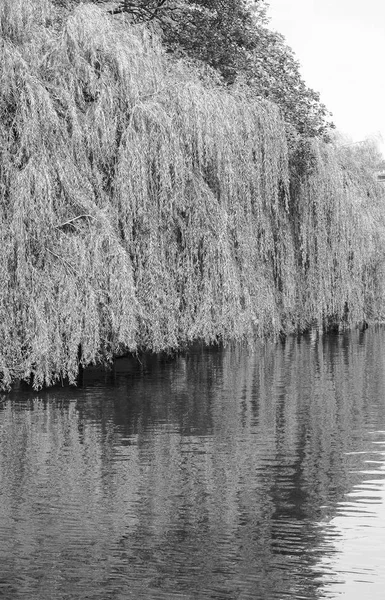 Ιτιά Στις Όχθες Του Ποταμού Cam Στο Cambridge Μαύρο Και — Φωτογραφία Αρχείου