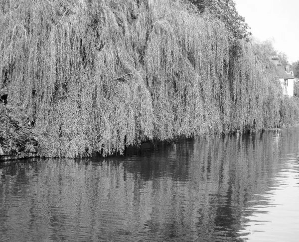 Treurwilg Aan Oevers Van Rivier Cam Cambridge Groot Brittannië Zwart — Stockfoto