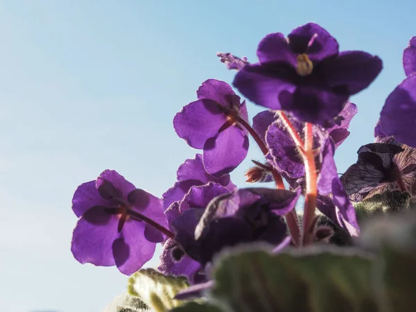 Flor Púrpura Planta Saintpaulia Aka Violeta Africana —  Fotos de Stock