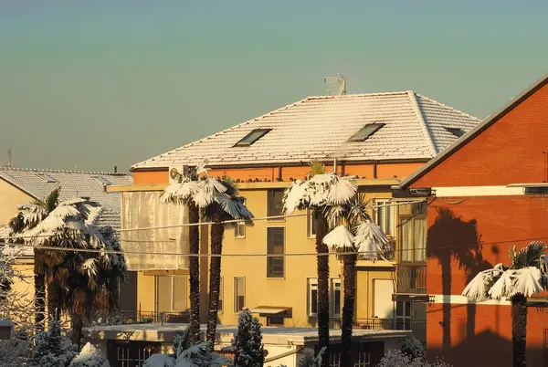 Palmeras Nieve Como Resultado Del Cambio Climático —  Fotos de Stock