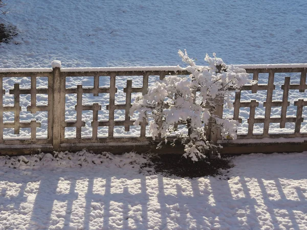 Fría Escena Invernal Con Árboles Nieve — Foto de Stock