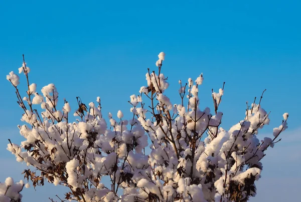 木と雪の寒い冬のシーン — ストック写真