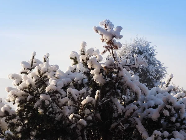 木と雪の寒い冬のシーン — ストック写真