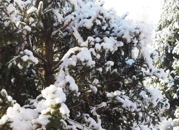 Ağaçlar Karlı Soğuk Kış Sahnesi — Stok fotoğraf
