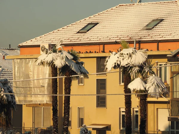 palm trees in the snow as a result of climate change