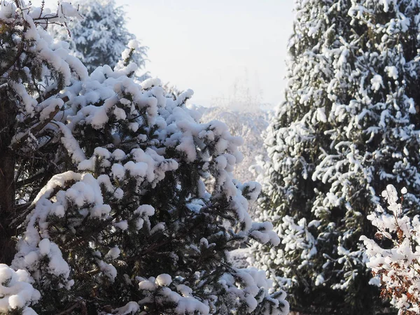 木と雪の寒い冬のシーン — ストック写真