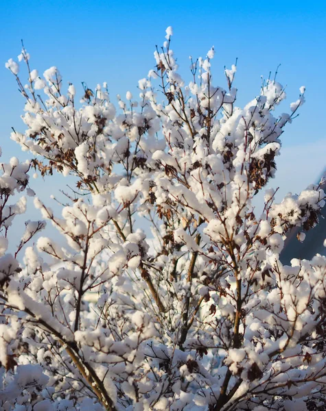 木と雪の寒い冬のシーン — ストック写真