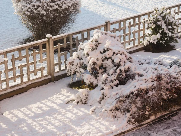 Kall Vinterscen Med Träd Och Snö — Stockfoto