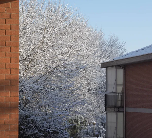 Kall Vinterscen Med Träd Och Snö — Stockfoto