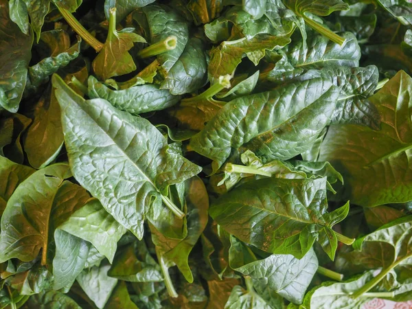 Шпинат Spinacia Oleracea Овощи Вегетарианской Веганской Пищи — стоковое фото