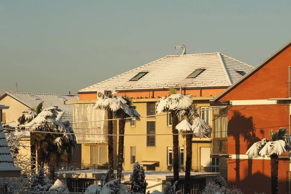 Palmeras Nieve Como Resultado Del Cambio Climático —  Fotos de Stock