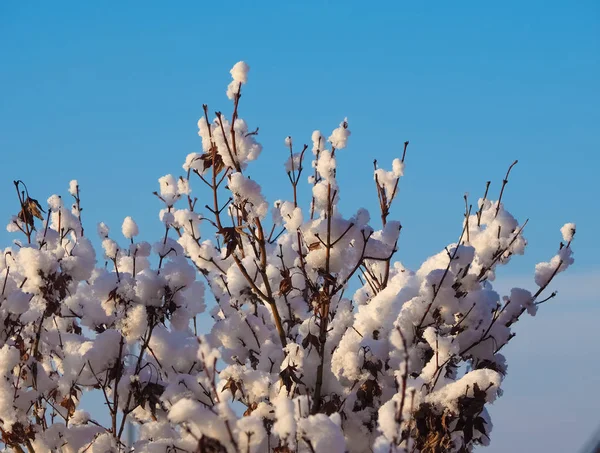 Cold Winter Scene Trees Snow — Stock Photo, Image
