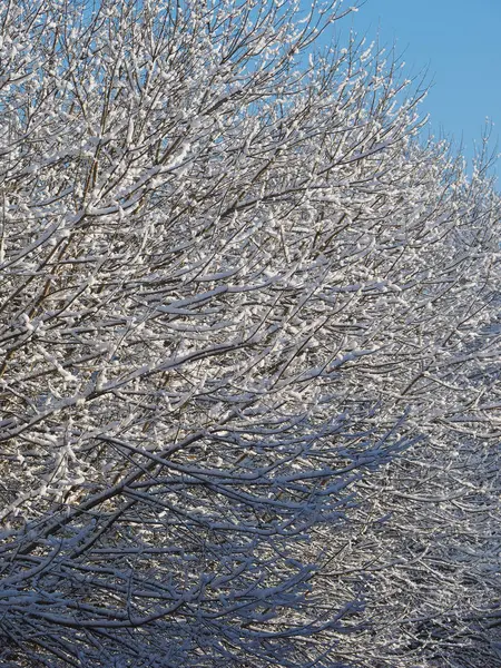 木と雪の寒い冬のシーン — ストック写真