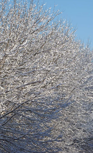 Cena Fria Inverno Com Árvores Neve — Fotografia de Stock