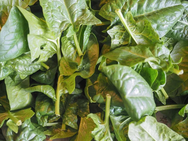 Espinacas Spinacia Oleracea Verduras Comida Vegetariana Vegana —  Fotos de Stock