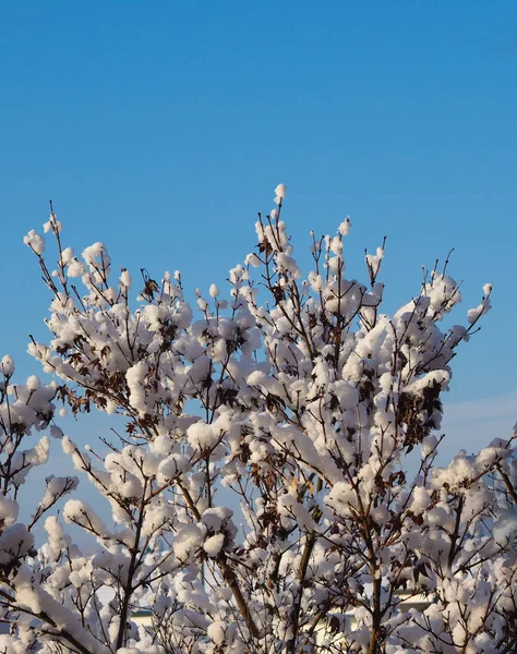 木と雪の寒い冬のシーン — ストック写真