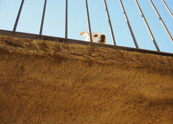 Cão Branco Velha Varanda Pedra Atrás Cerca — Fotografia de Stock