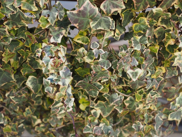 Плющ Hedera Растение Полезно Качестве Фона — стоковое фото