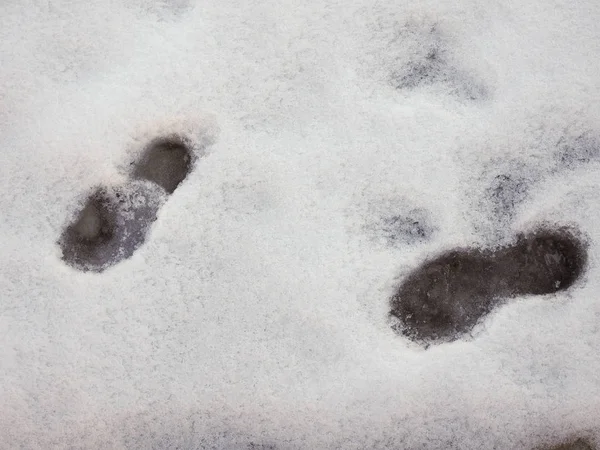 在雪地中行走的人留下的脚印 — 图库照片