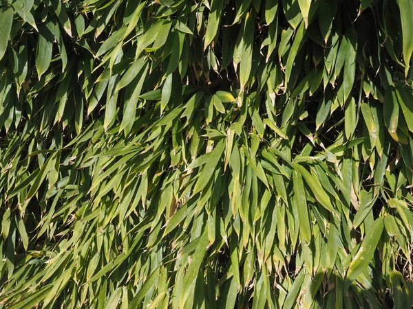 Bambu Verde Bambuseae Folhas Árvores Vegetação Útil Como Fundo — Fotografia de Stock