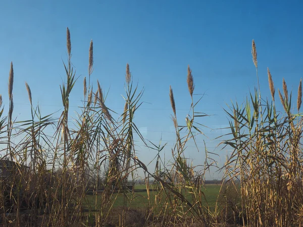 Reed planta comum — Fotografia de Stock