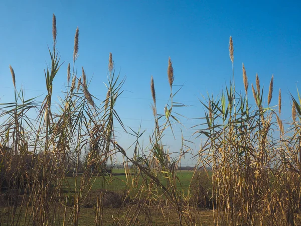 Reed planta comum — Fotografia de Stock