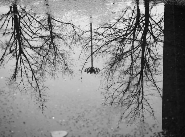 Trees reflection in puddle in black and white — Stock Photo, Image