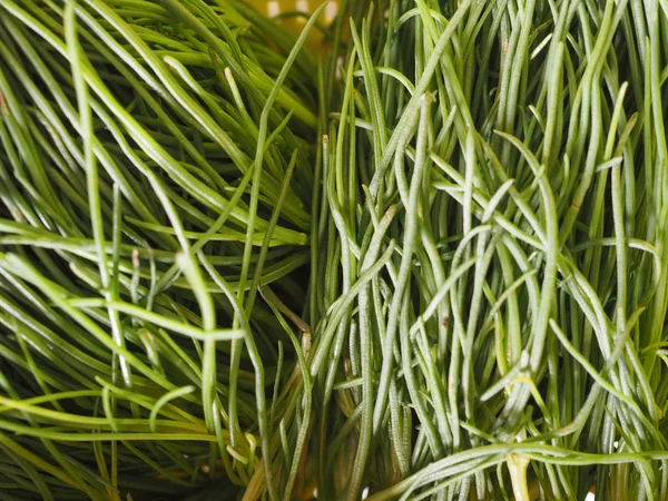 Agretti (Salsola soda) legumes alimentos — Fotografia de Stock