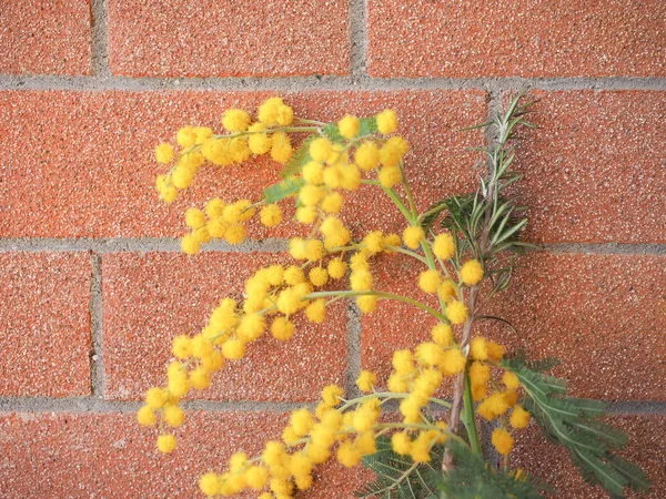 Gele mimosabloem — Stockfoto