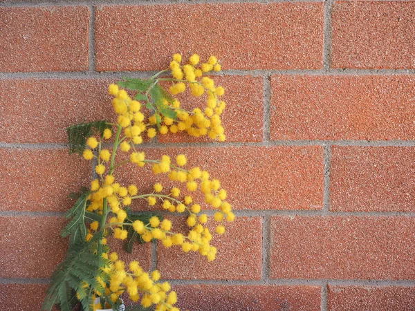 Fiore giallo mimosa — Foto Stock