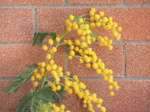 Flor de mimosa amarela — Fotografia de Stock