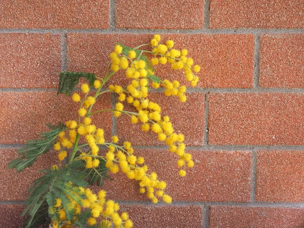 Żółty kwiat mimozy — Zdjęcie stockowe