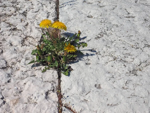 Keltainen tavallinen Voikukka kukka — kuvapankkivalokuva