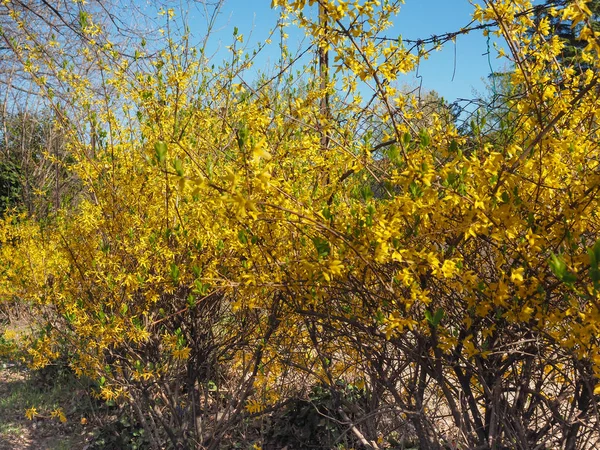 Žlutá forsythia (Forsythia x intermedia) květina — Stock fotografie