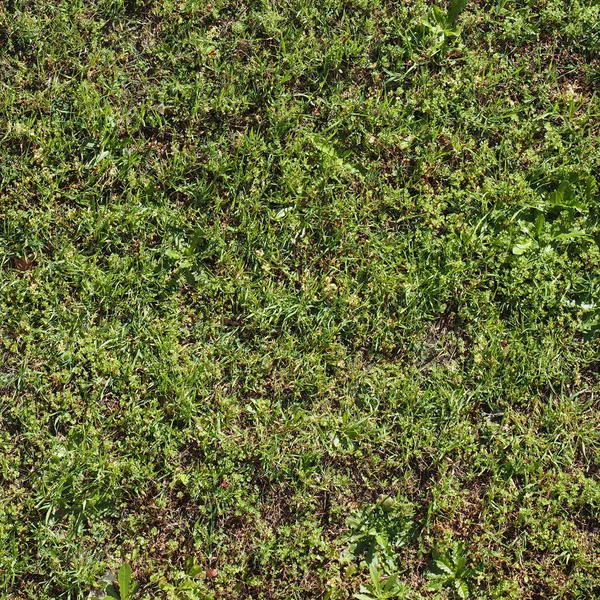 Green meadow background — Stock Photo, Image