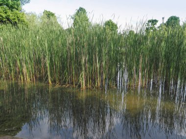 su bitkileri ile gölet