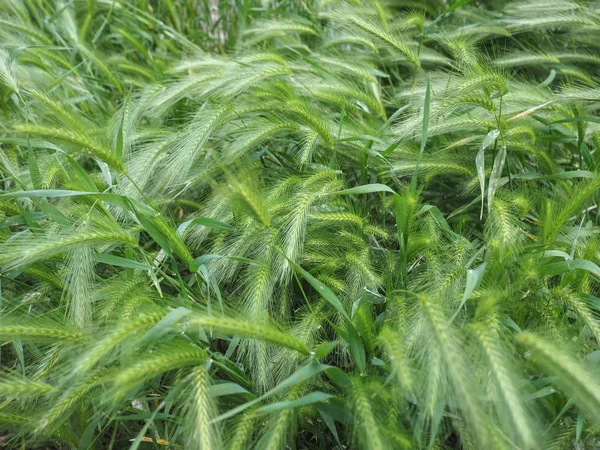 Hordeum murinum çim bitki — Stok fotoğraf