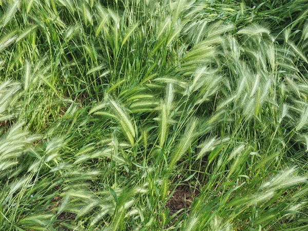 Hordeum Auktor gräs växt — Stockfoto
