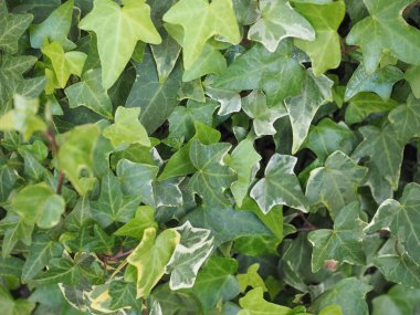 Sarmaşık bitki arka plan